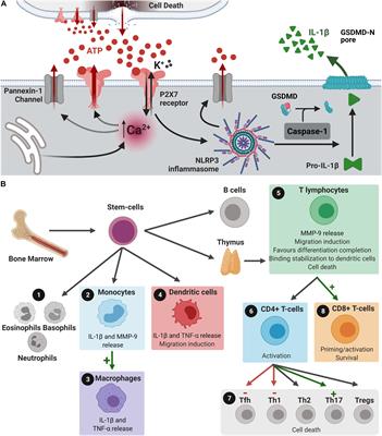 Role of P2X7 Receptors in Immune Responses During Neurodegeneration